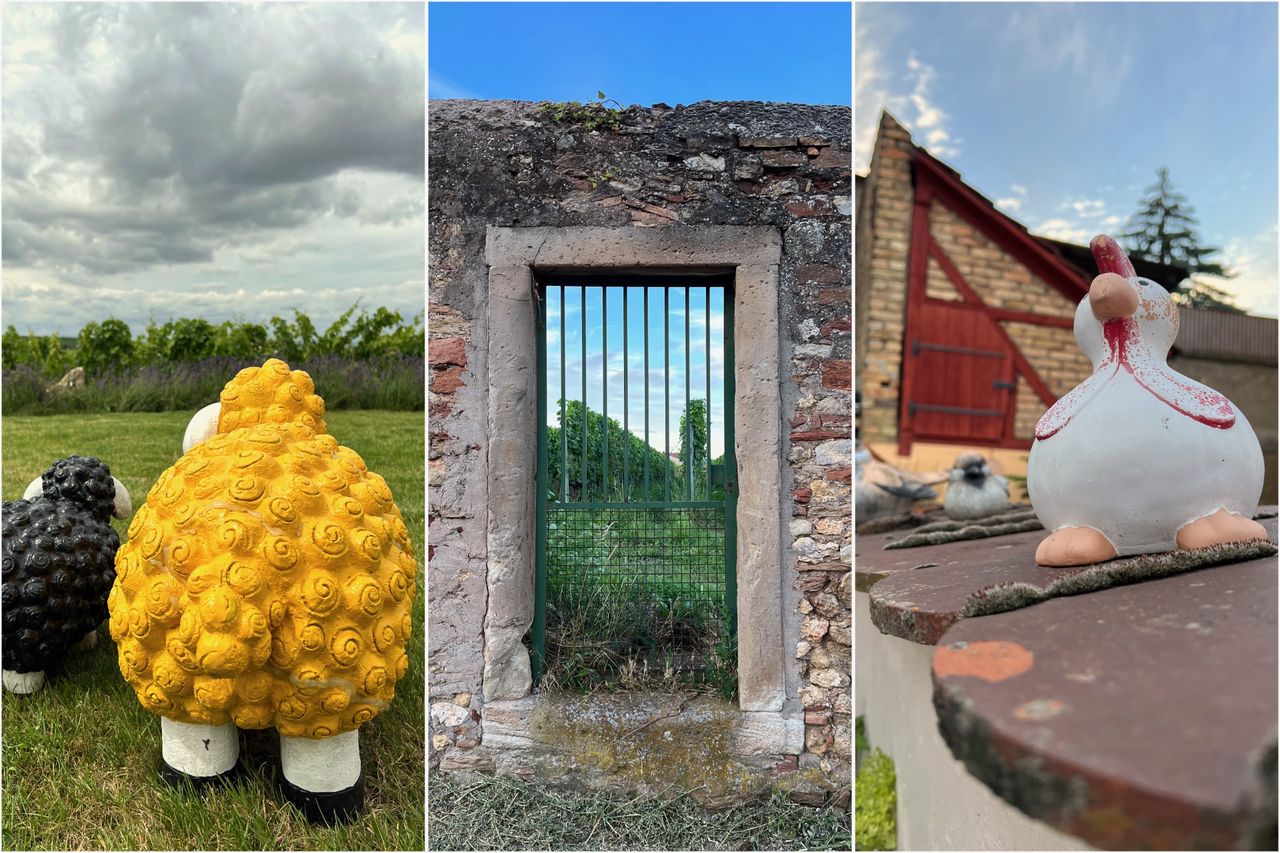 A collage of three images: On the left, a group of colorful sheep sculptures against a cloudy sky and green grapevines, in the center, an old stone door frame with a grate through which a vineyard can be seen in the background, on the right, a ceramic figure of a chicken in front of a rustic barn with a red door.