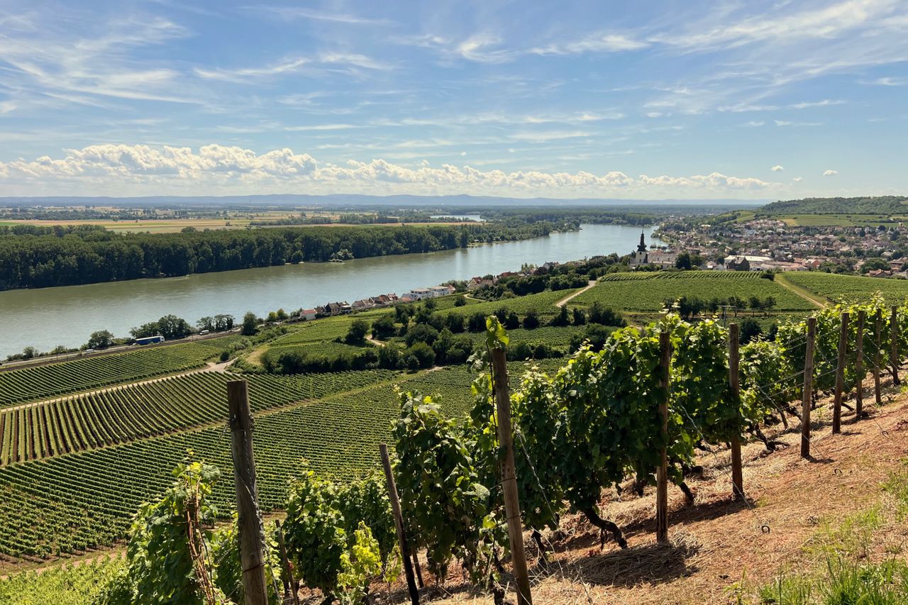 A picturesque view over the vineyards of Nierstein with the Rhine in the background. The grapevines stretch down the slope in orderly rows, while Nierstein with its distinctive church is visible in the background. The sky is clear with a few white clouds.