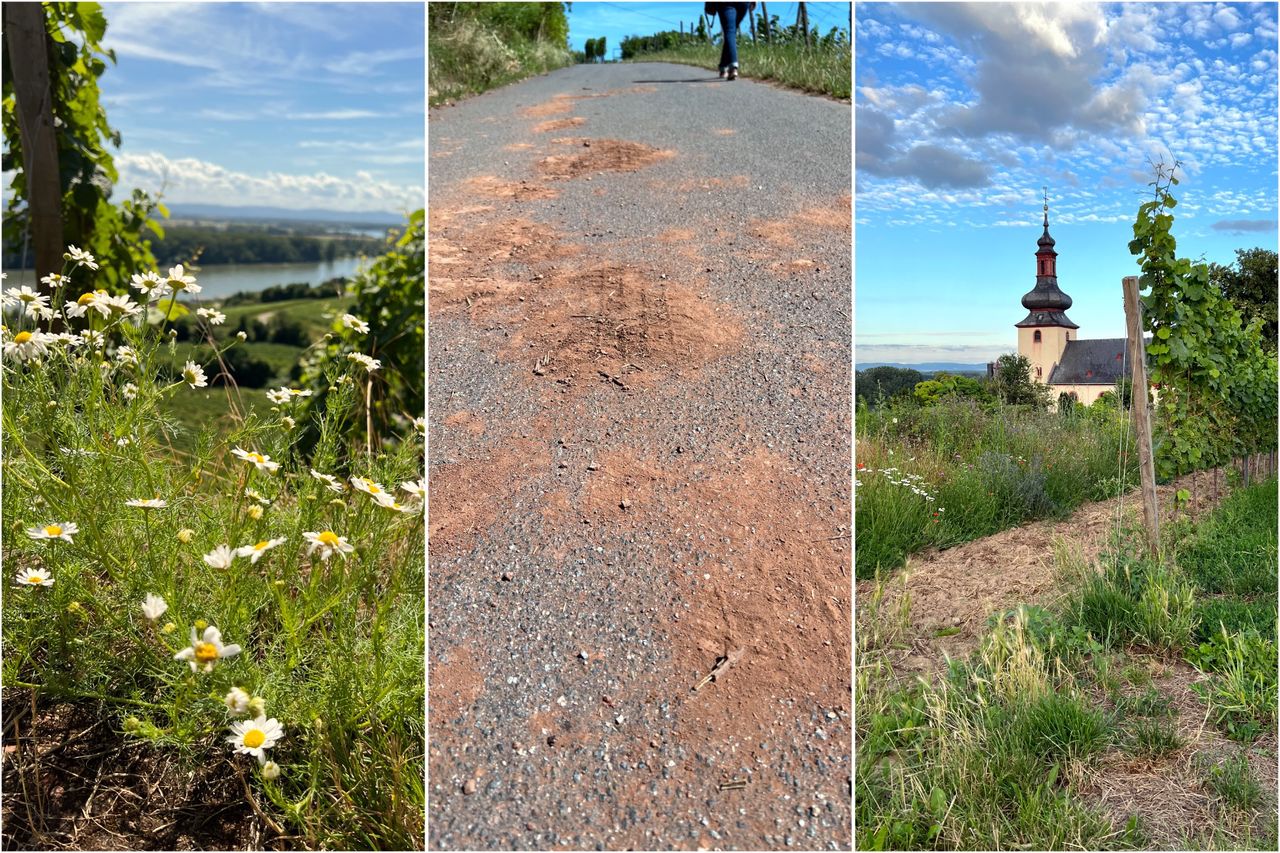 A collage of three images: On the left, a close-up of white wildflowers against a background of vineyards and the Rhine, in the center, a path through the vineyards with traces of red soil from the Roter Hang and a person in the background, on the right, a view of a church amidst vineyards and wildflowers under a blue sky with clouds.