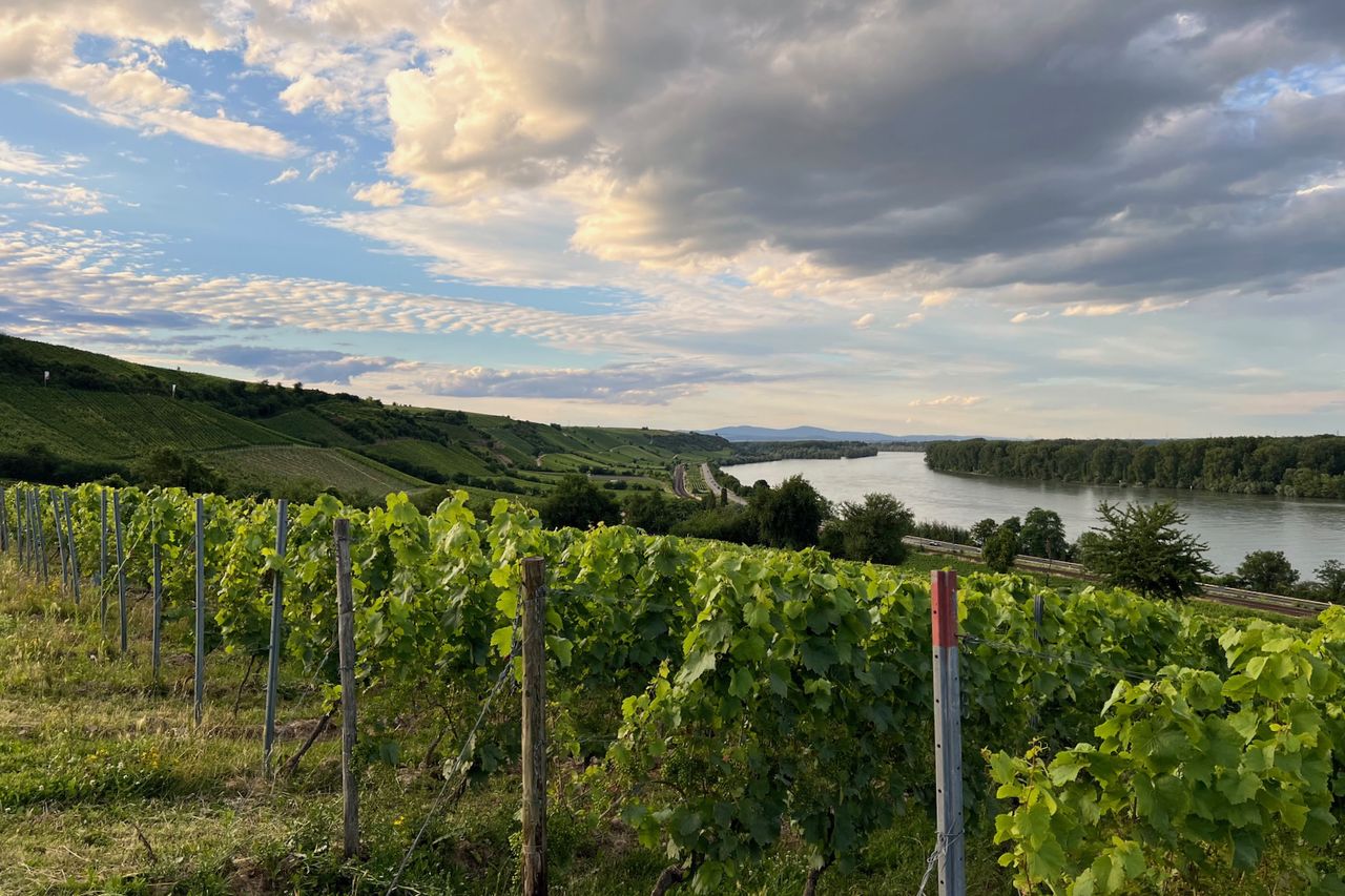 A view of the vineyards on the Roter Hang near Nierstein, featuring the Pettenthal and Hipping sites. In the foreground, the vines are seen in orderly rows. In the background, the Rhine flows through the landscape, accompanied by a sky with some clouds at sunset.